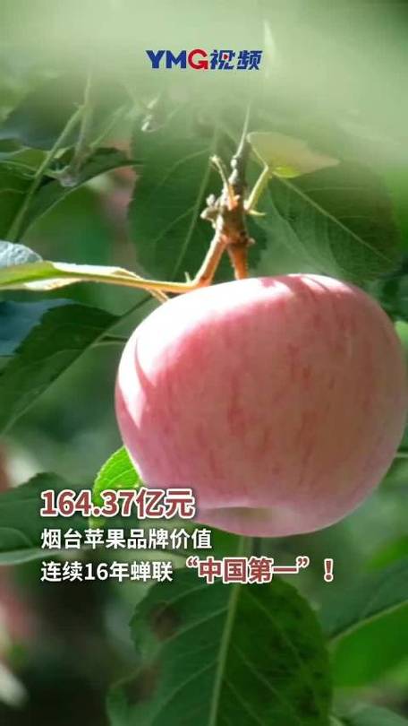 “烟台苹果”收购费用再创新高,果农惜售盼再升