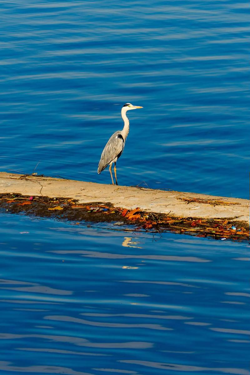 索尼A7已有24『2』40镜头,再配一个16『3』5怎么样?哪位能够说说看?