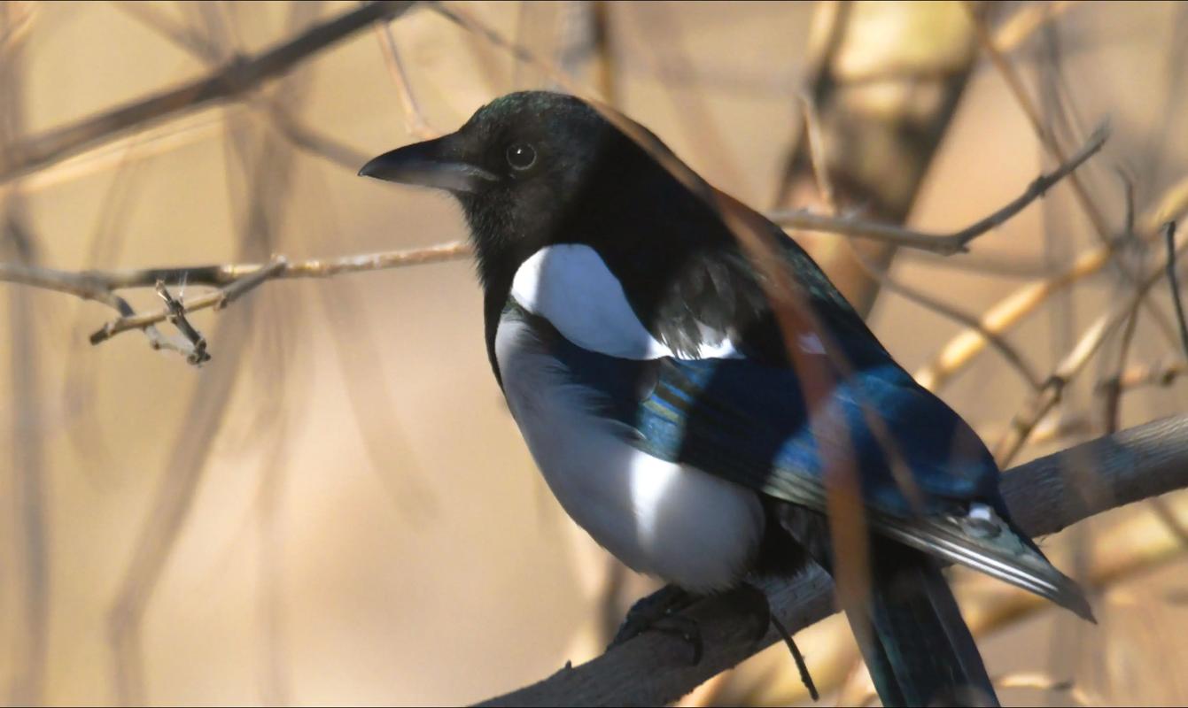 尼康D500怎么样?应该注意什么