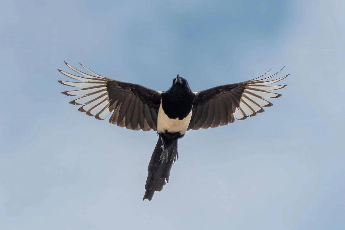 尼康D500和尼康D4s那个好?