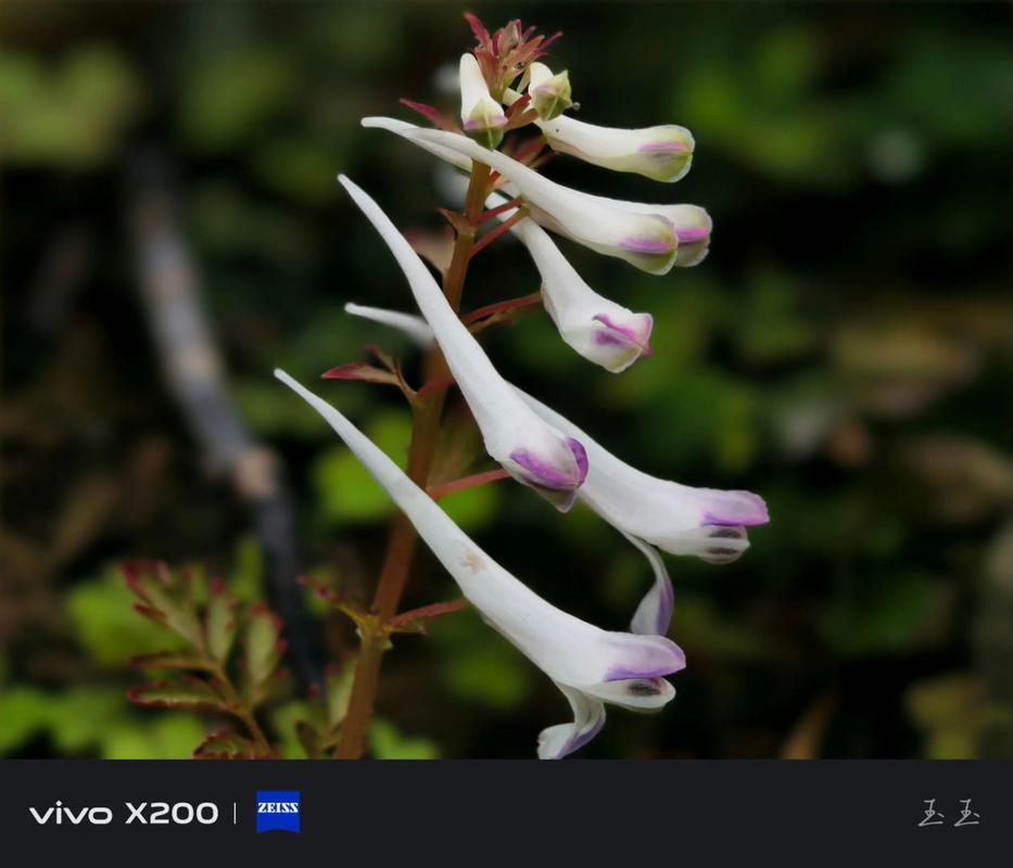 vivo超微距拍摄的方法