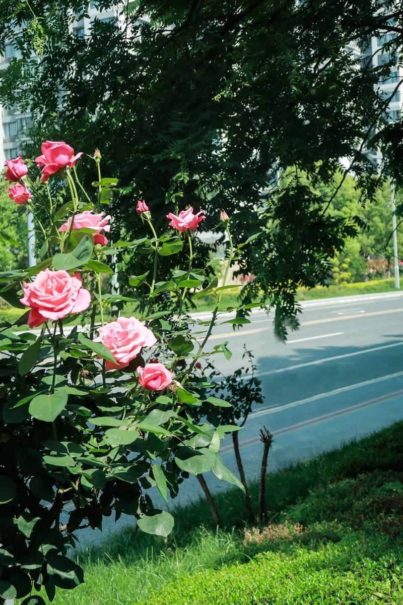 想去香港买佳能G12数码相机,费用不超过4千,请问过关时需不需要交税...