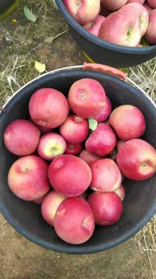 黑钻苹果的费用