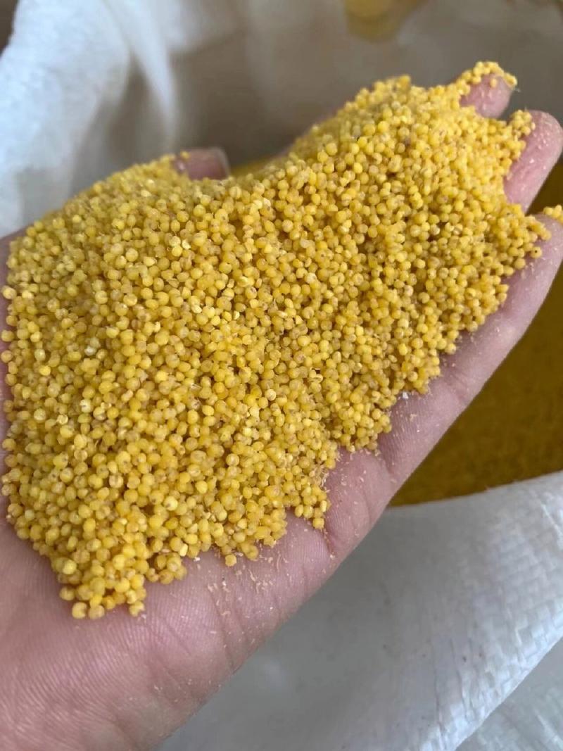 中国小米之乡哪里比较好吃?经过对比,这6种真不错,您吃过几种