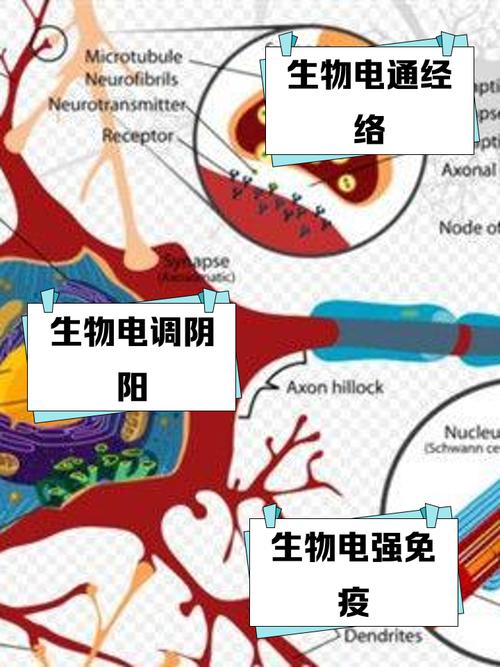 人体八大系统在生物电的作用下会发生什么变化