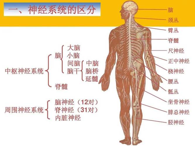 认识人体---人体的八大系统与发病顺序:(7)泌尿生殖系统?