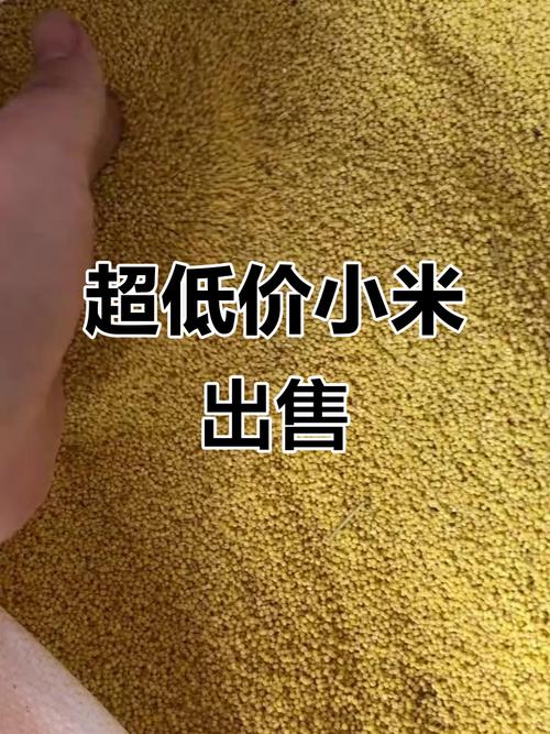 山东淄博及周边的小米(粮食)批发费用多少钱一斤?
