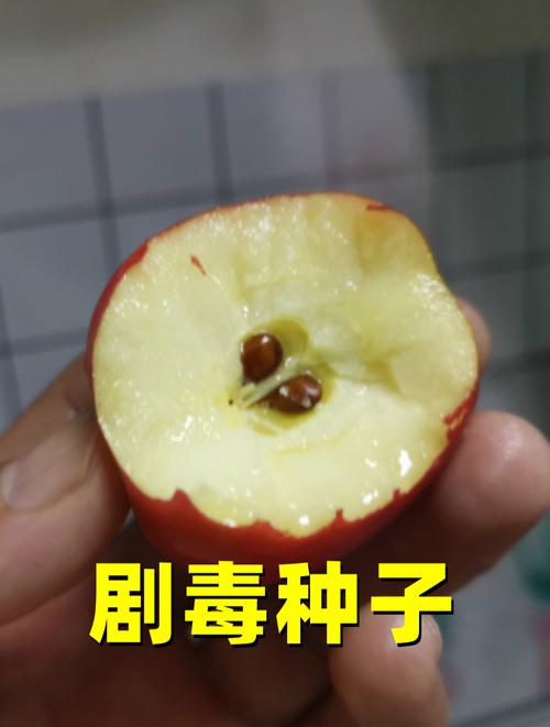 苹果核提取氰化氢是真的吗?