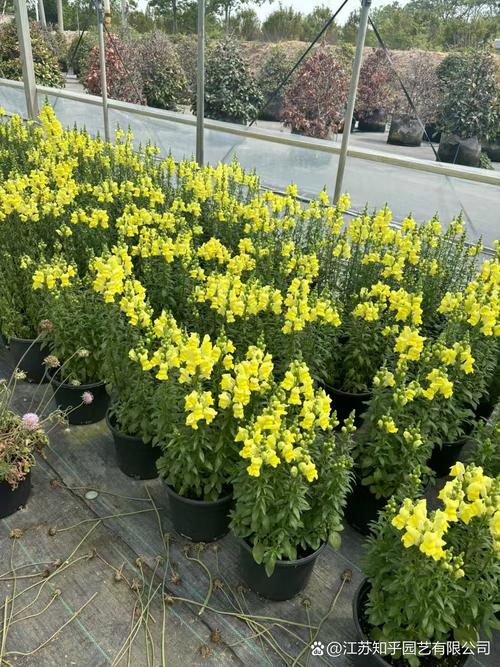 1加仑盆还是2加仑更实用些