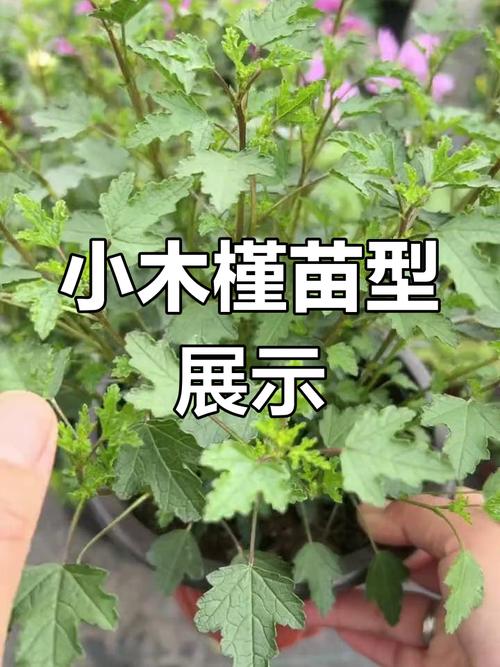 一加仑是多少升