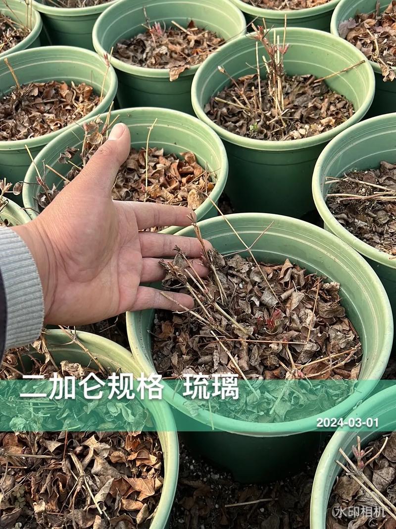 1加仑苗和2加仑苗的区别