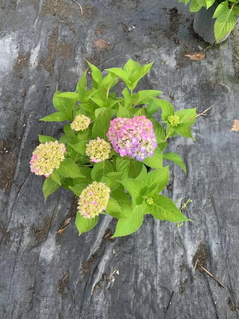 绣球花一加仑二加仑什么意思