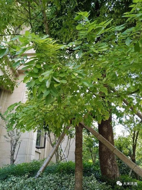 魅蓝Note6摄影功能测评——物超所值的千元机