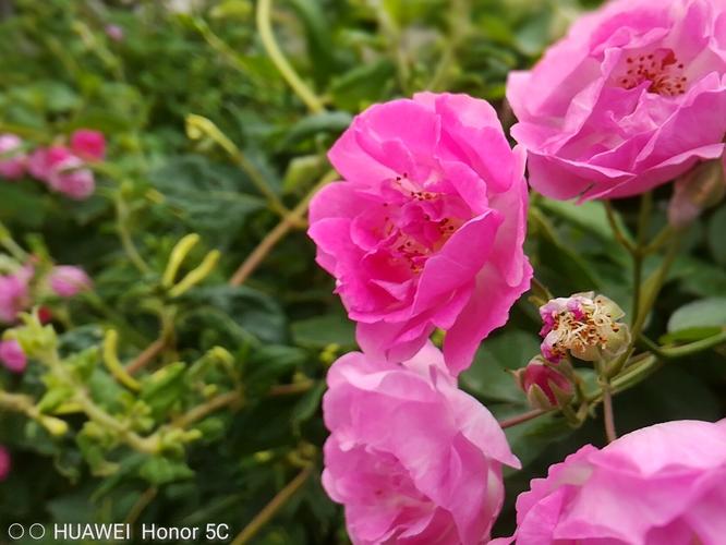 荣耀5c拍照怎么样