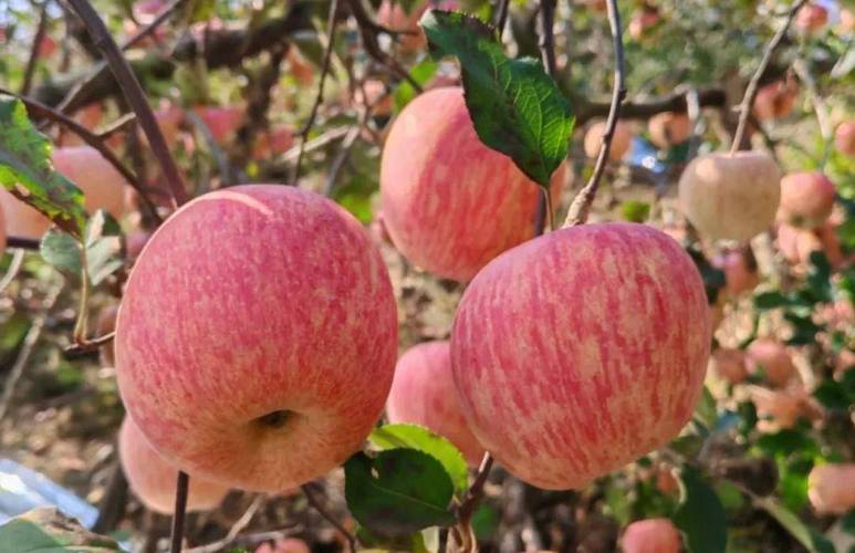 红富士苹果为什么叫红富士?