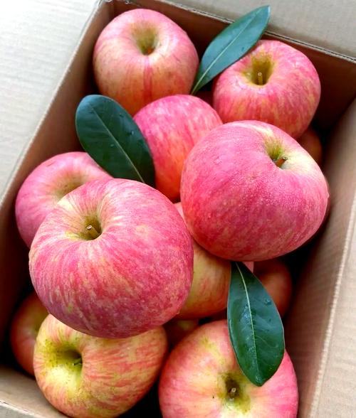 富士一和富士九的区别