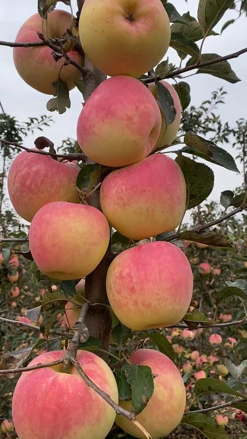 红富士苹果的富士是啥?