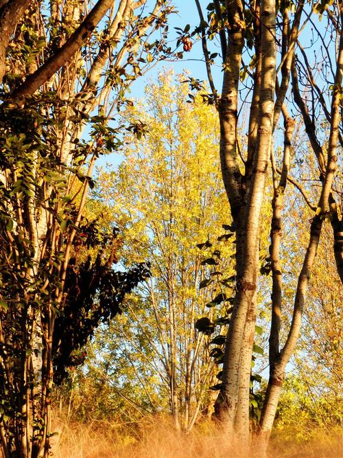 尼康p500的微距摄影效果如何?