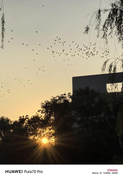 华为哪款手机拍照效果好?