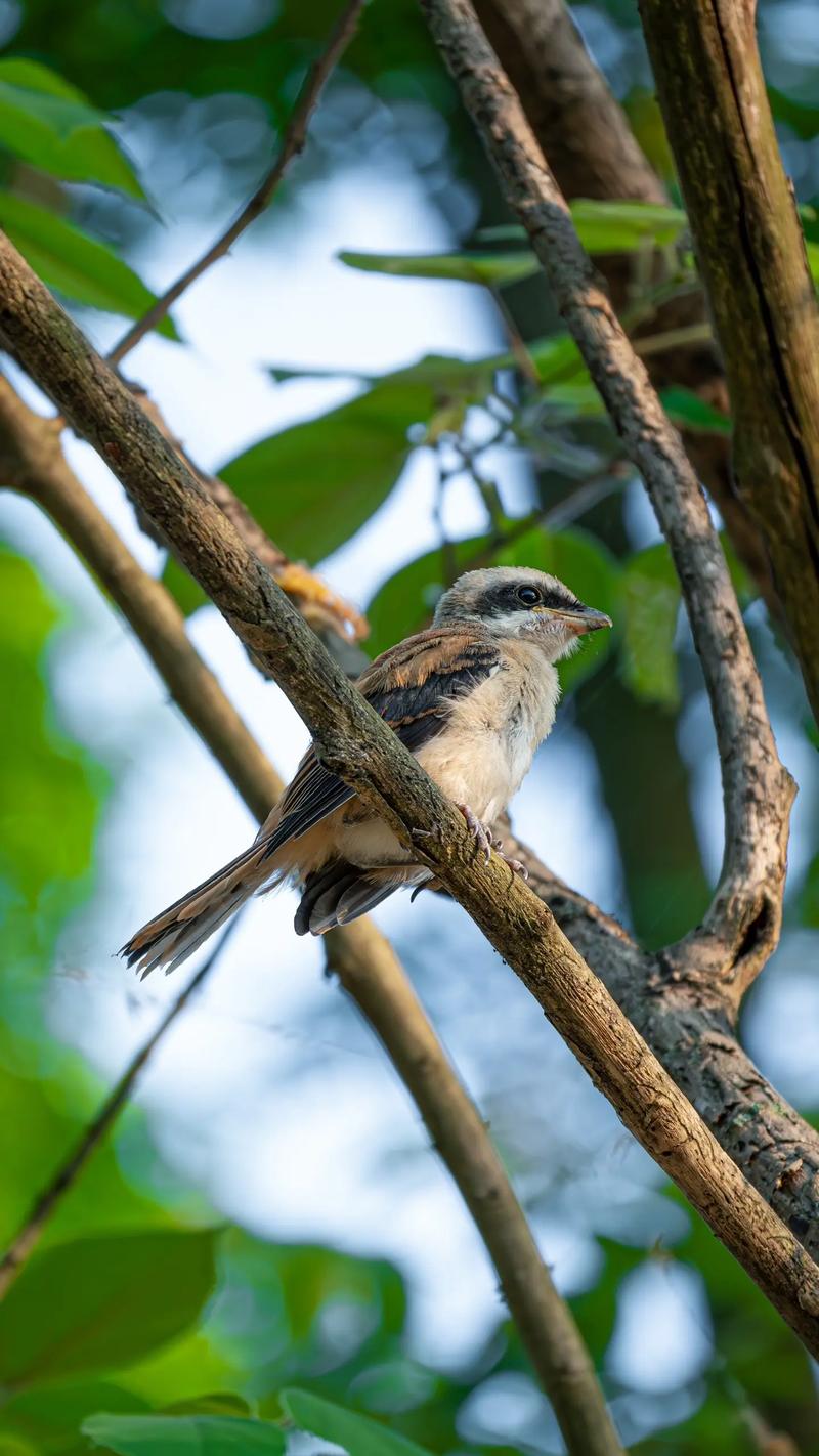 尼康zfc相机参数