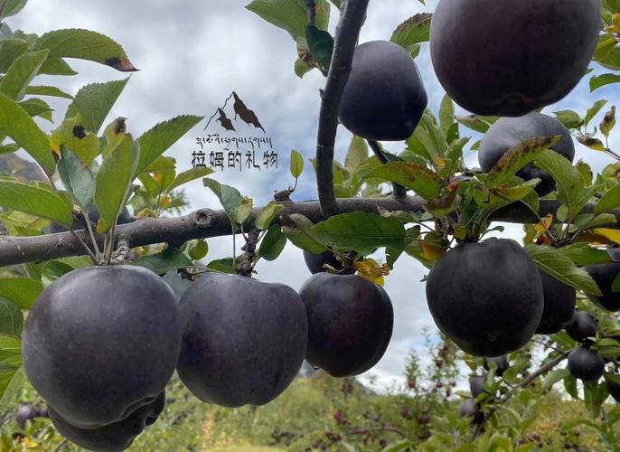 什么是黑苹果电脑?