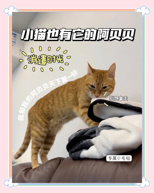 公猫踩奶最忌三种东西