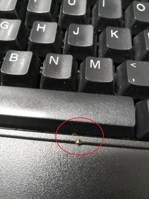 笔记本和键盘里这种近乎透明的白色小虫是什么啊?