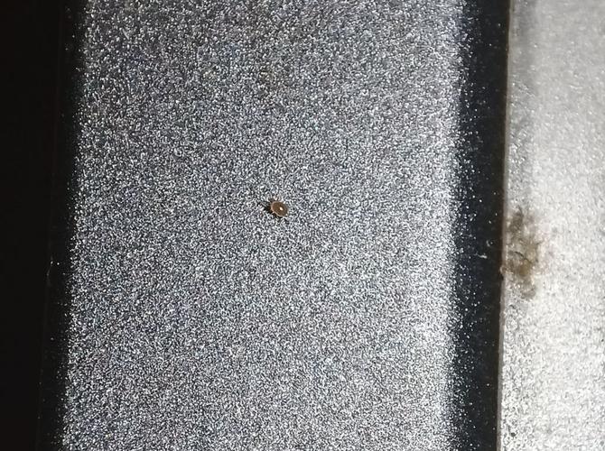 在笔记本电脑上见到白色小虫子???求大神帮助