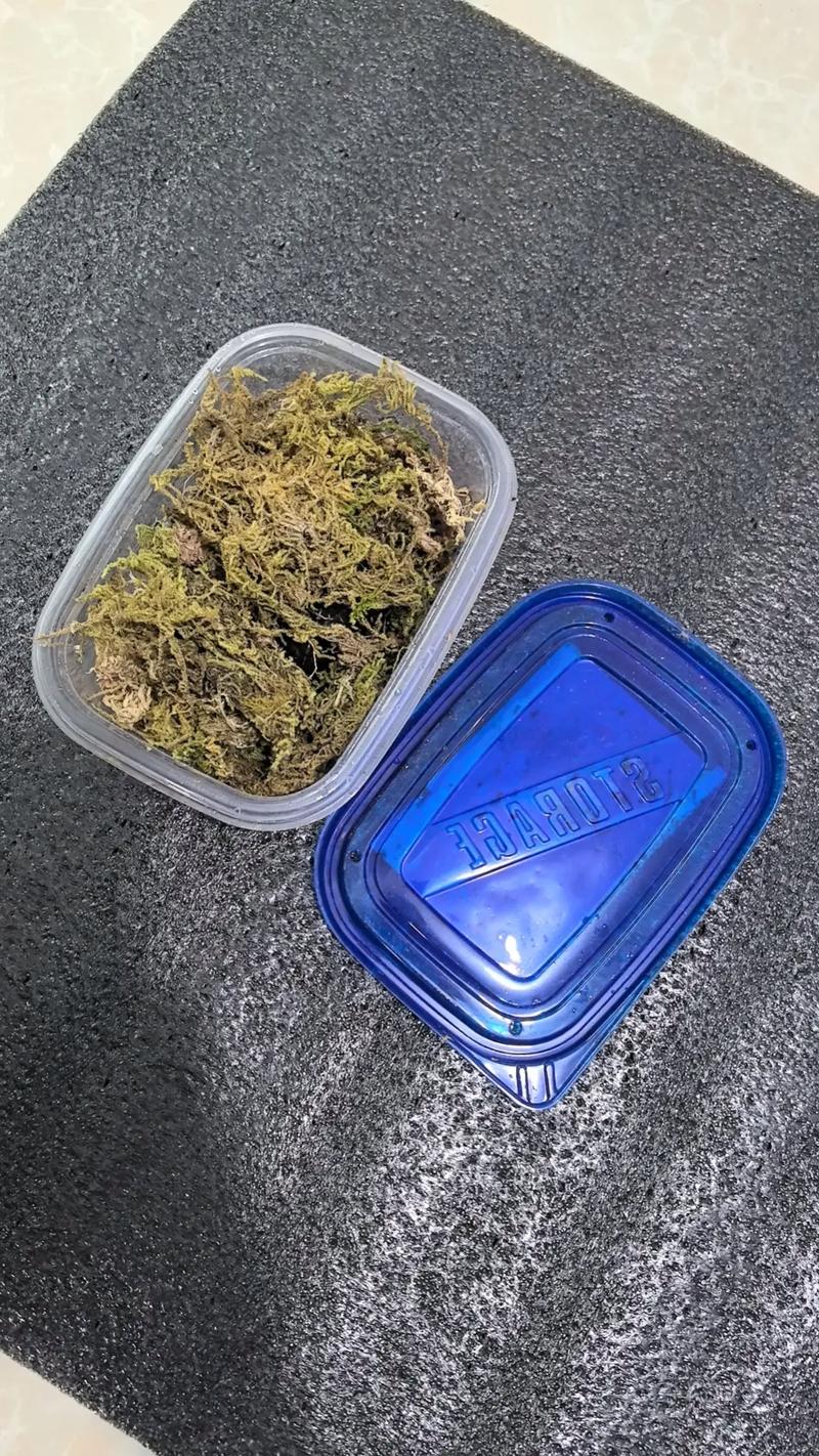 乌龟怎么打包带走