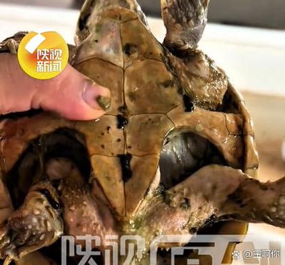 鳄龟皮包发黑怎么办?