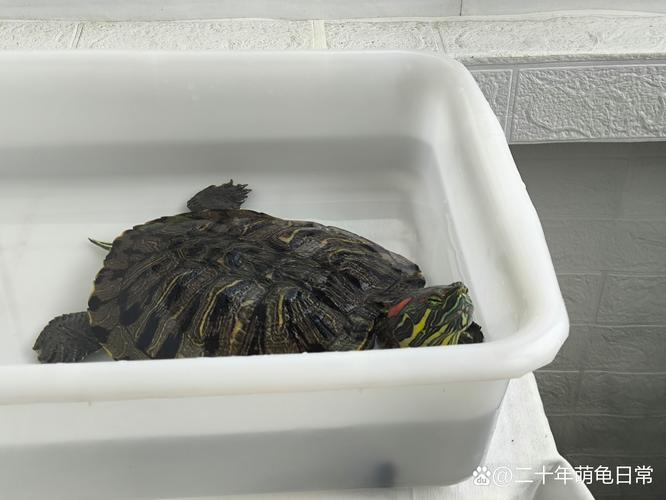 乌龟打包可以用椰土吗