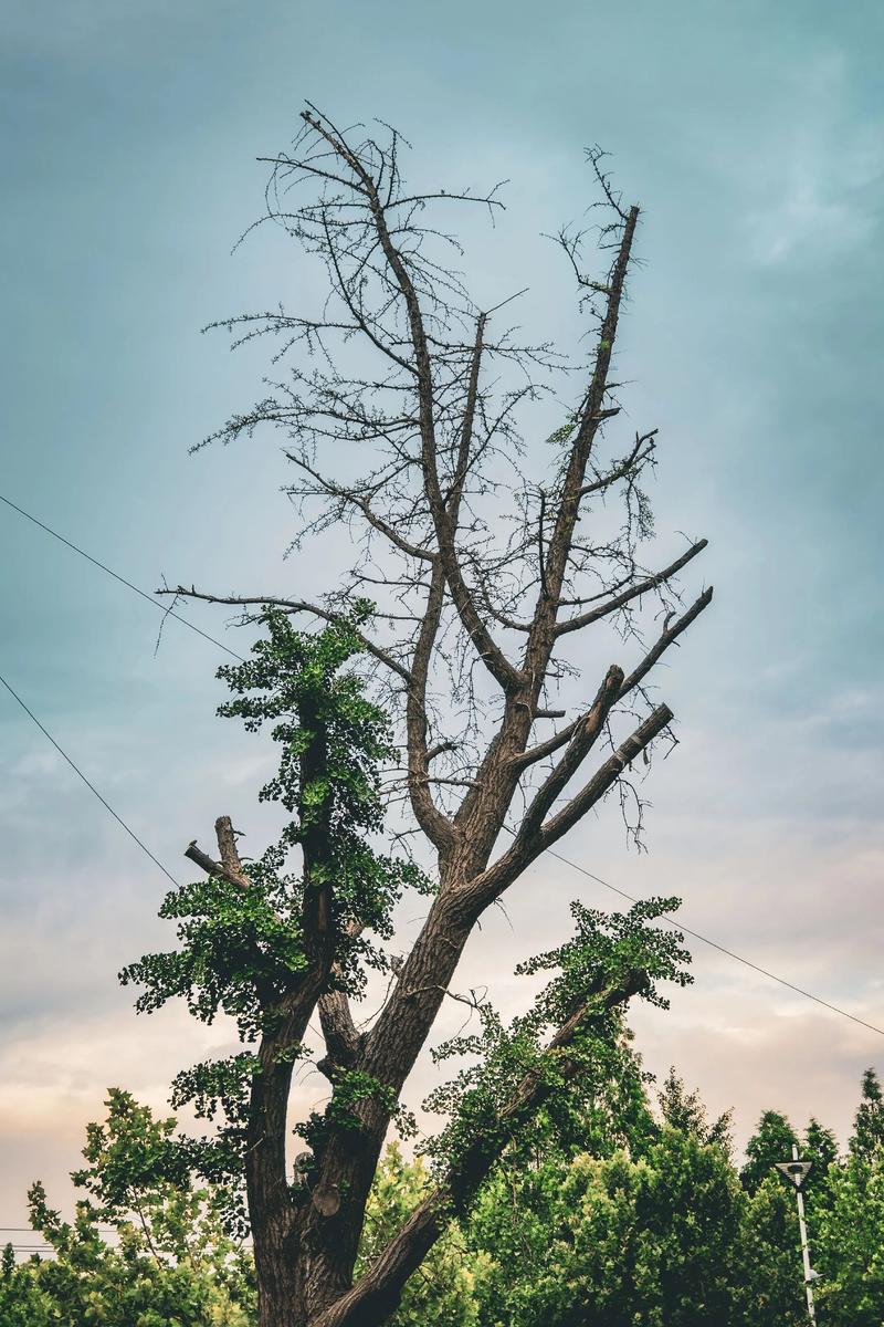 手机设置电脑上的显示屏手机屏幕怎么连接到电脑的显示屏上