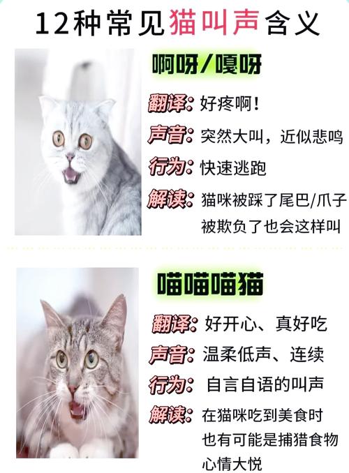 谷大喵说话最怕的三个忌讳是什么