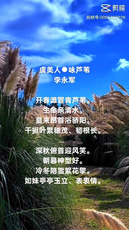 ...芦苇花白了。当你看到这么绚丽的景象时,你会联想到那些诗句?_百度...